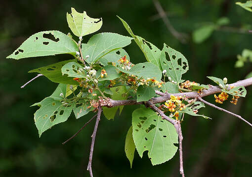 Image of Grewia tiliifolia Vahl