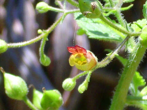 Sivun Scrophularia scorodonia L. kuva