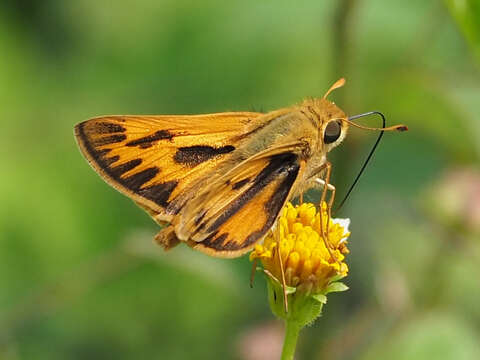 Image of Hylephila phyleus