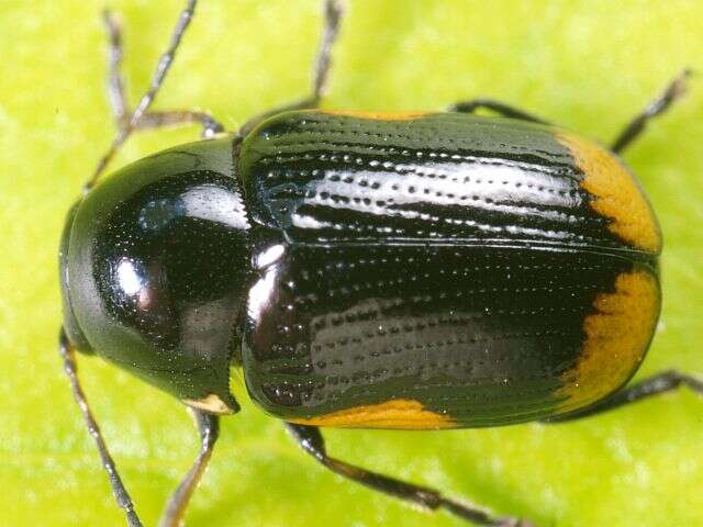 Cryptocephalus moraei resmi