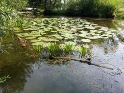 Image of water soldiers