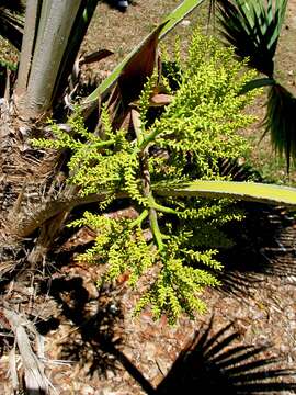 Imagem de Pritchardia napaliensis H. St. John