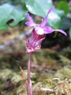 Image of calypso orchid