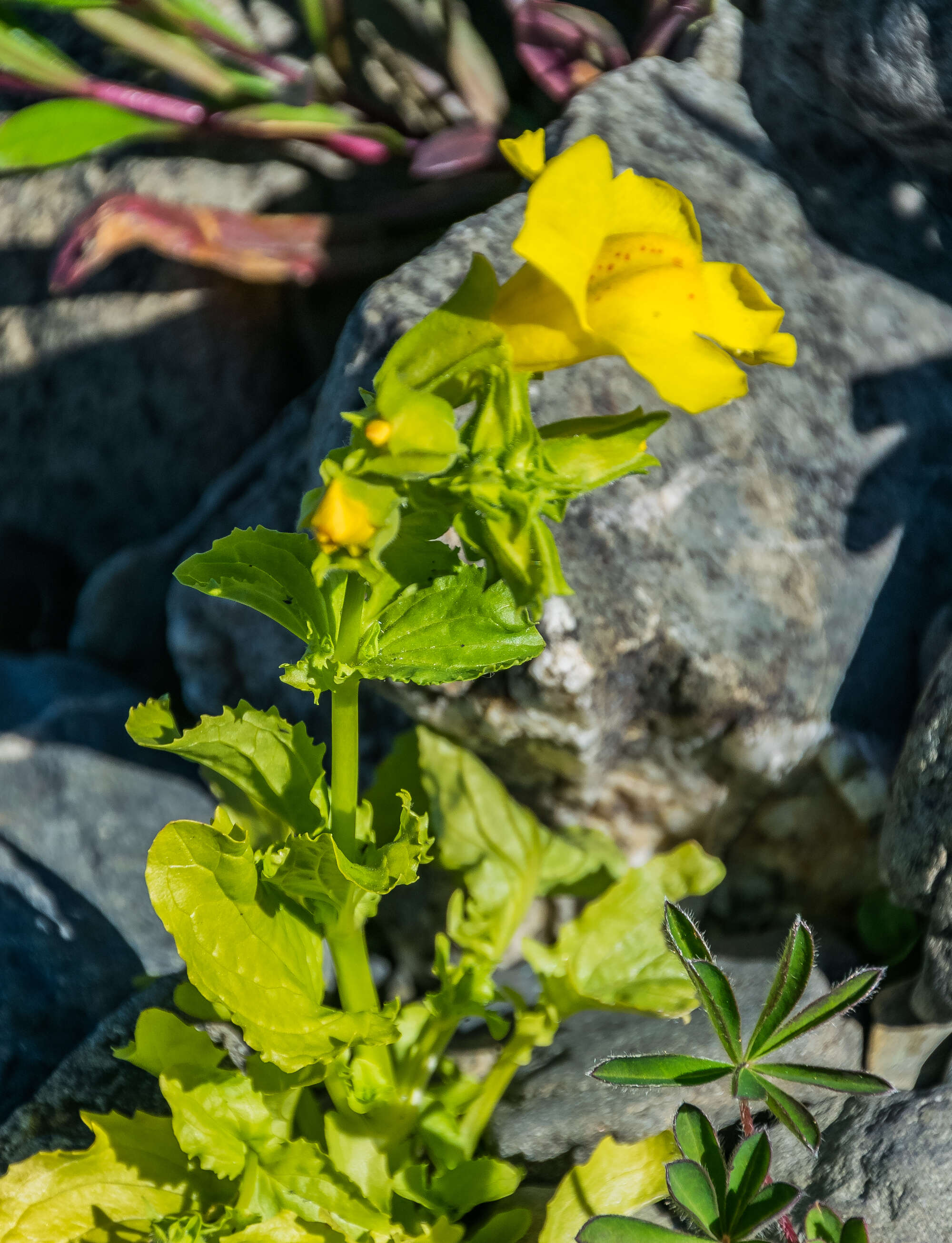 Image of Erythranthe guttata (DC.) G. L. Nesom