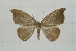 Image of Agnidra scabiosa Butler 1877