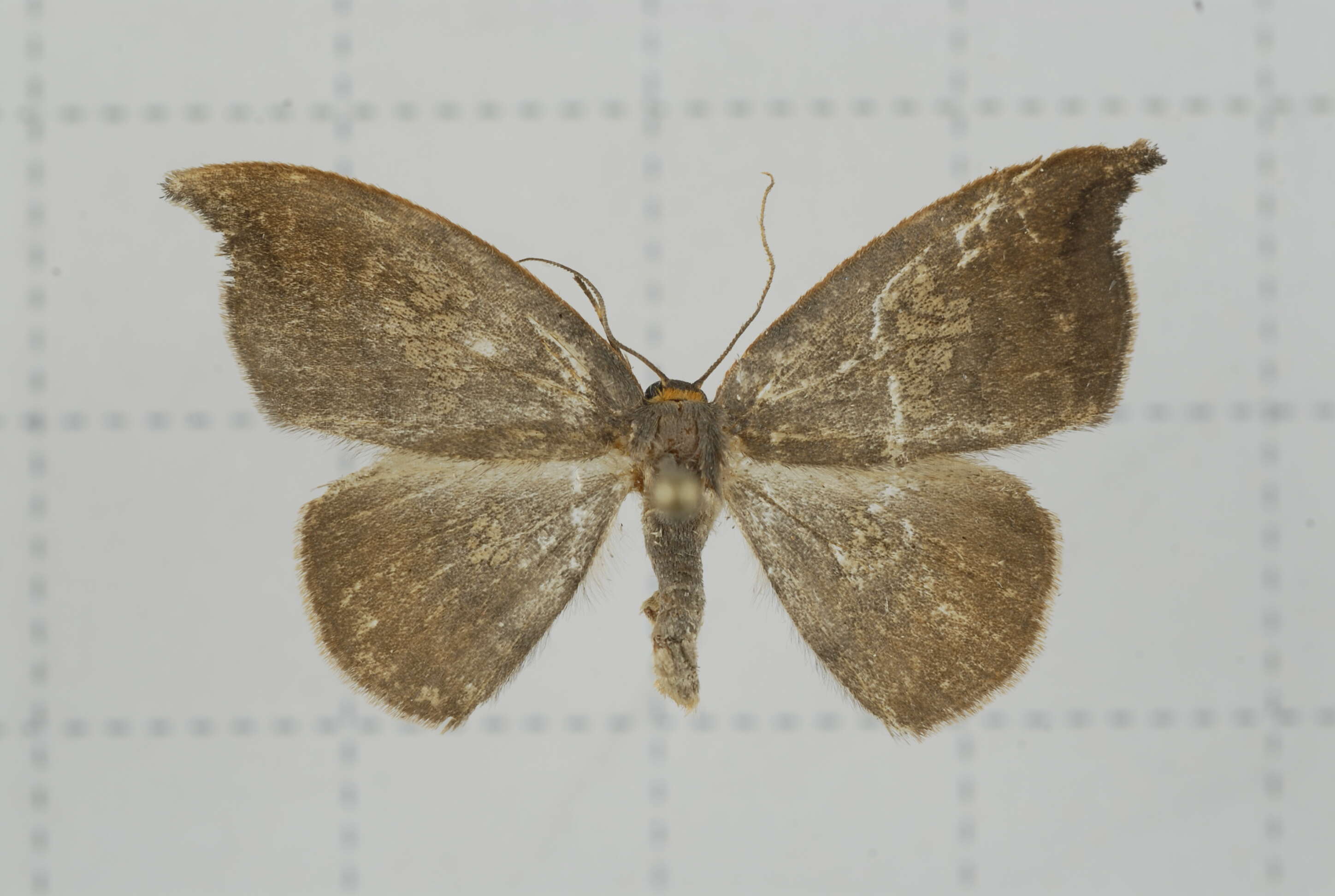 Image of Agnidra scabiosa Butler 1877