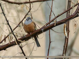 Image of European Rock Bunting