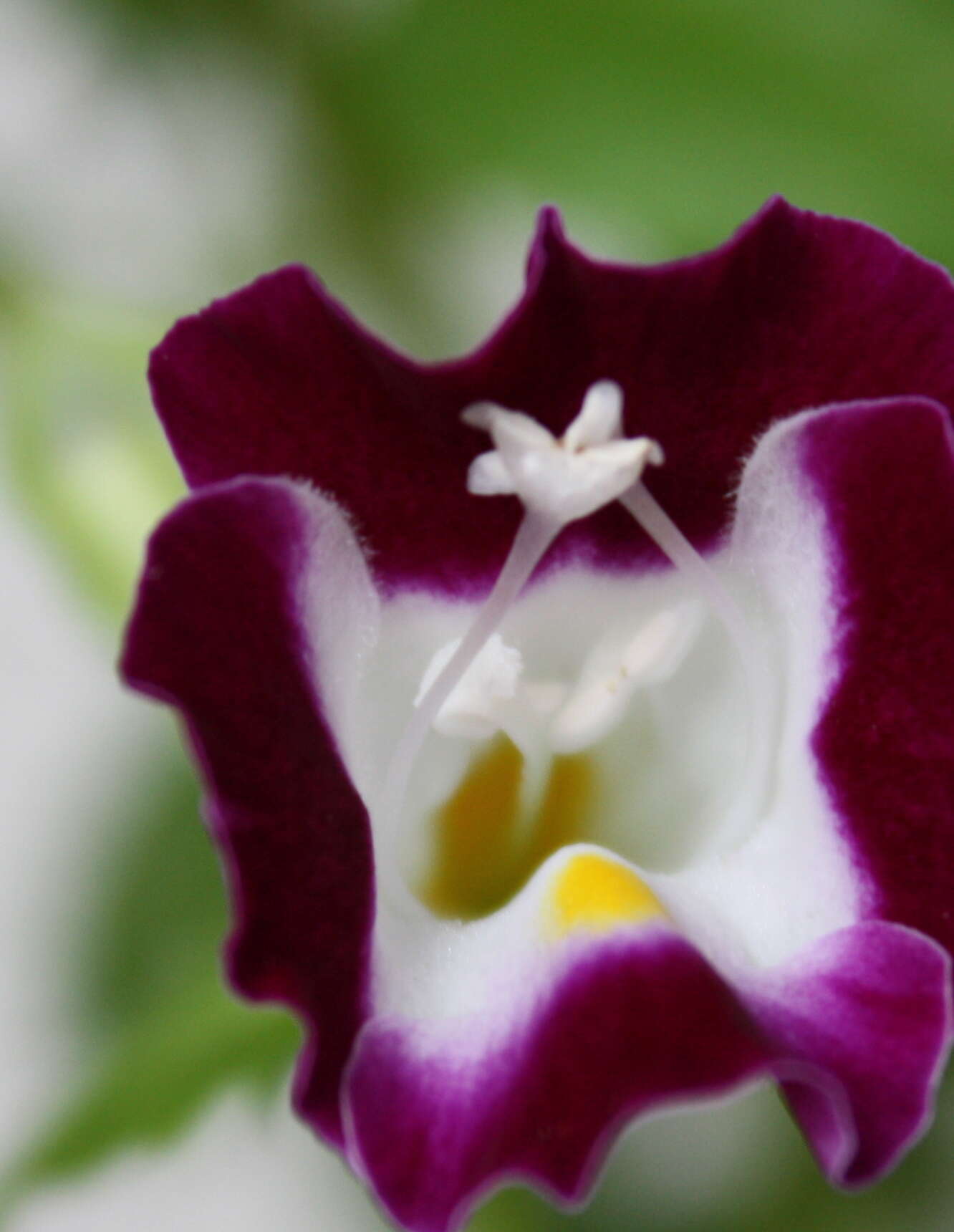 Image of torenia