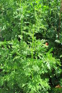 Image of sweet sagewort