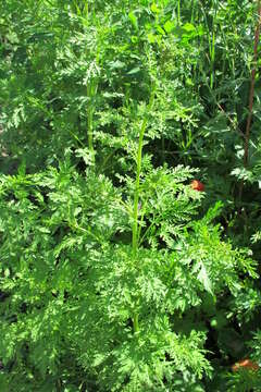 Image of sweet sagewort