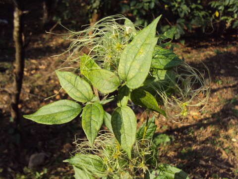 Image of Clematis javana DC.