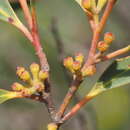 Image of Eucalyptus approximans subsp. codonocarpa (Blakely & Mc Kie) L. A. S. Johnson & Blaxell