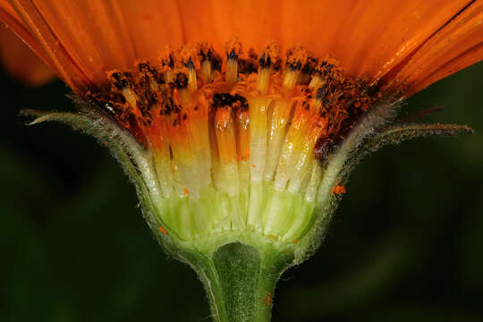 Image of glandular Cape marigold