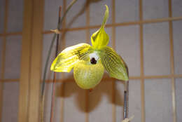 Слика од Paphiopedilum malipoense S. C. Chen & Z. H. Tsi