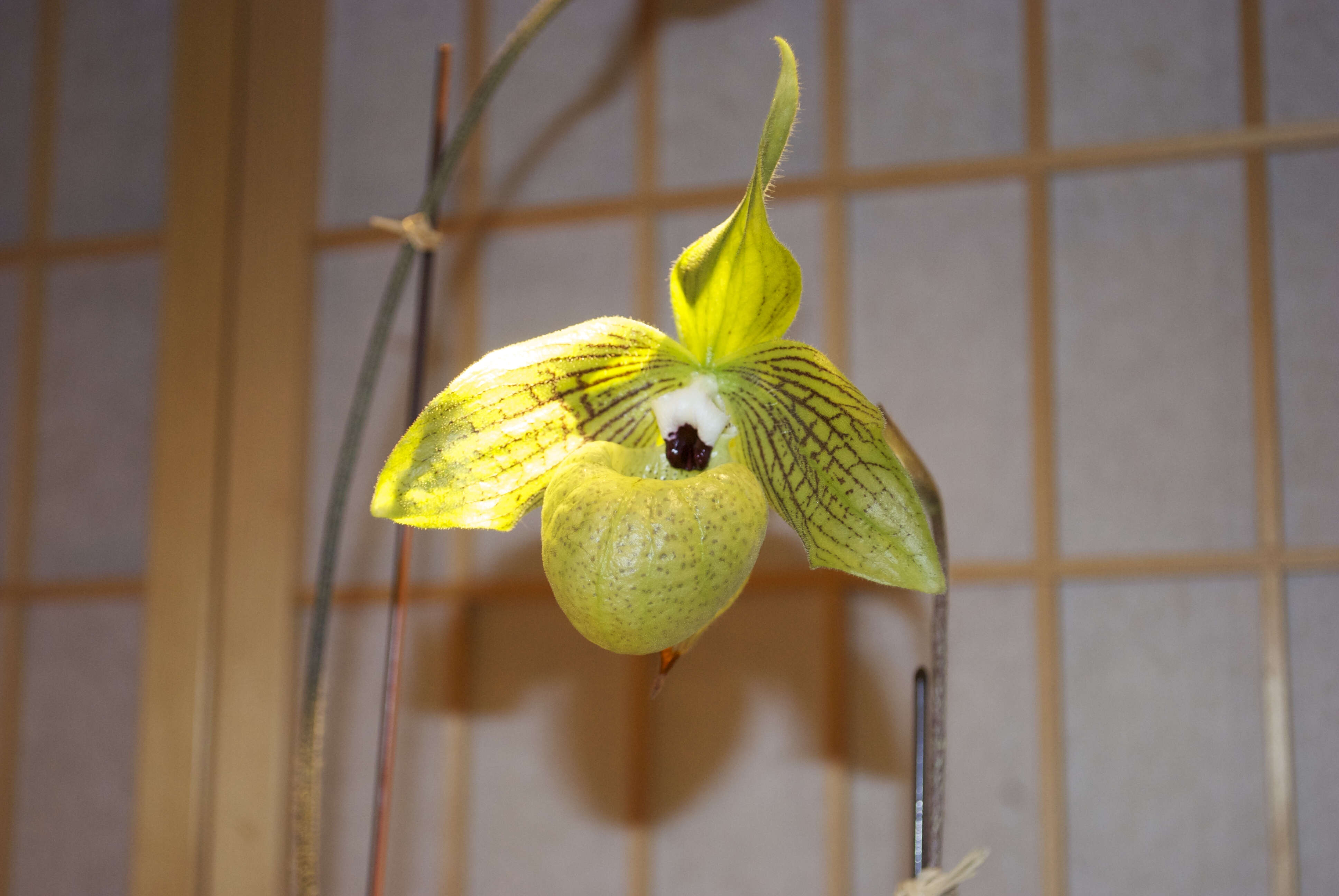 Слика од Paphiopedilum malipoense S. C. Chen & Z. H. Tsi