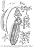 Image of tropical pitcher plants