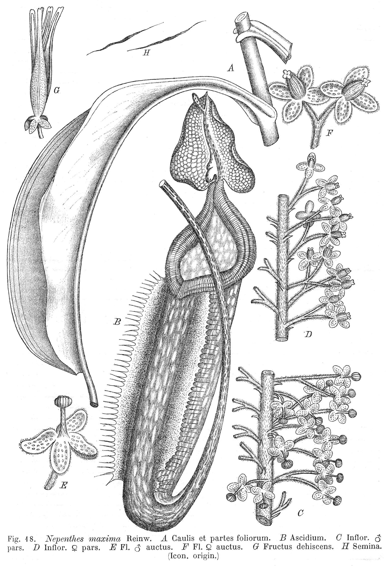 Image of tropical pitcher plants