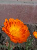 Image of Calendula suffruticosa Vahl