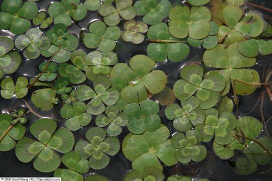 Image of waterclover