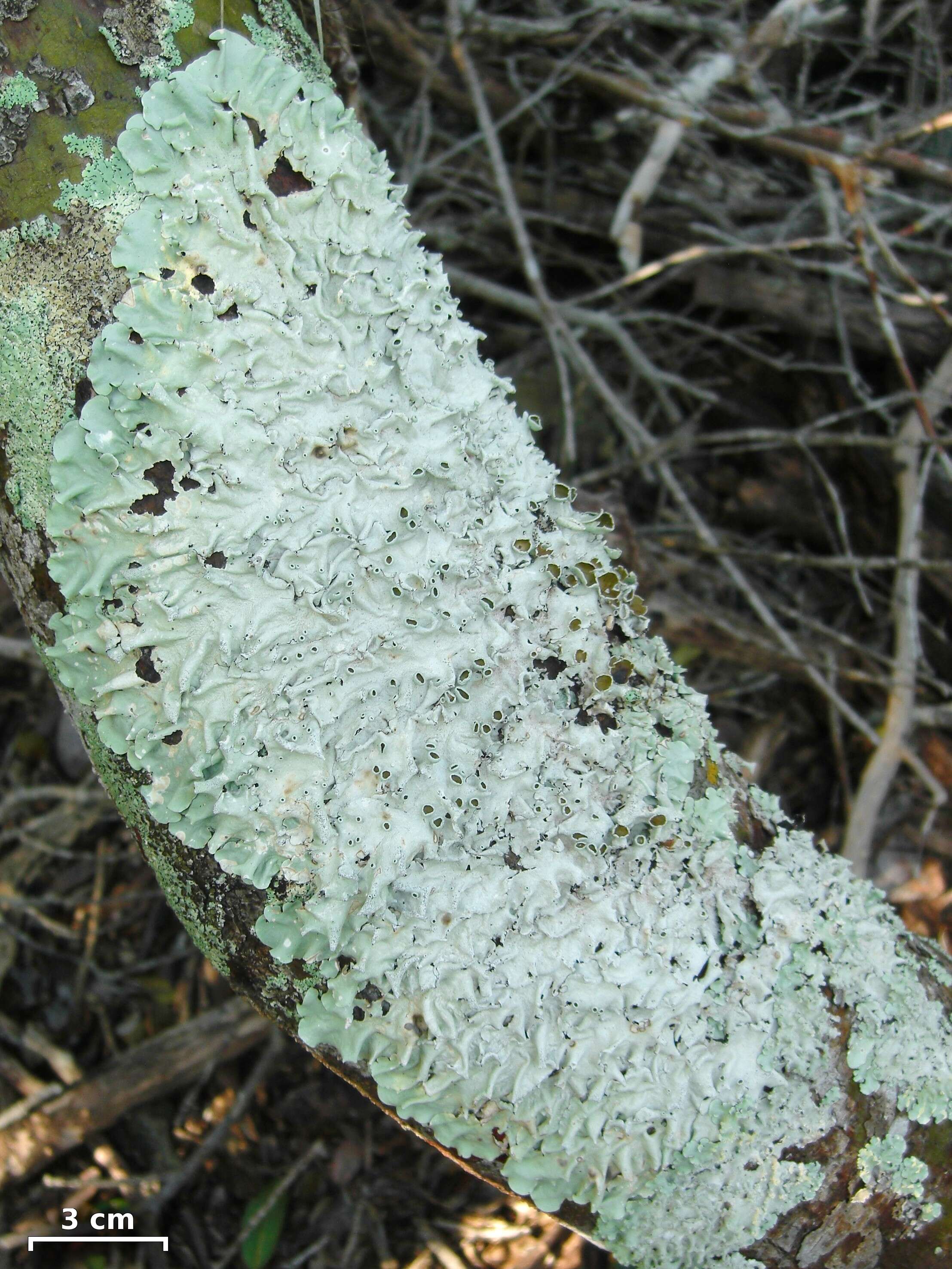 Image of Zollinger's parmotrema lichen