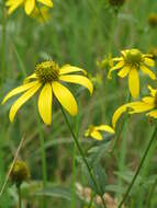 Image of cutleaf coneflower