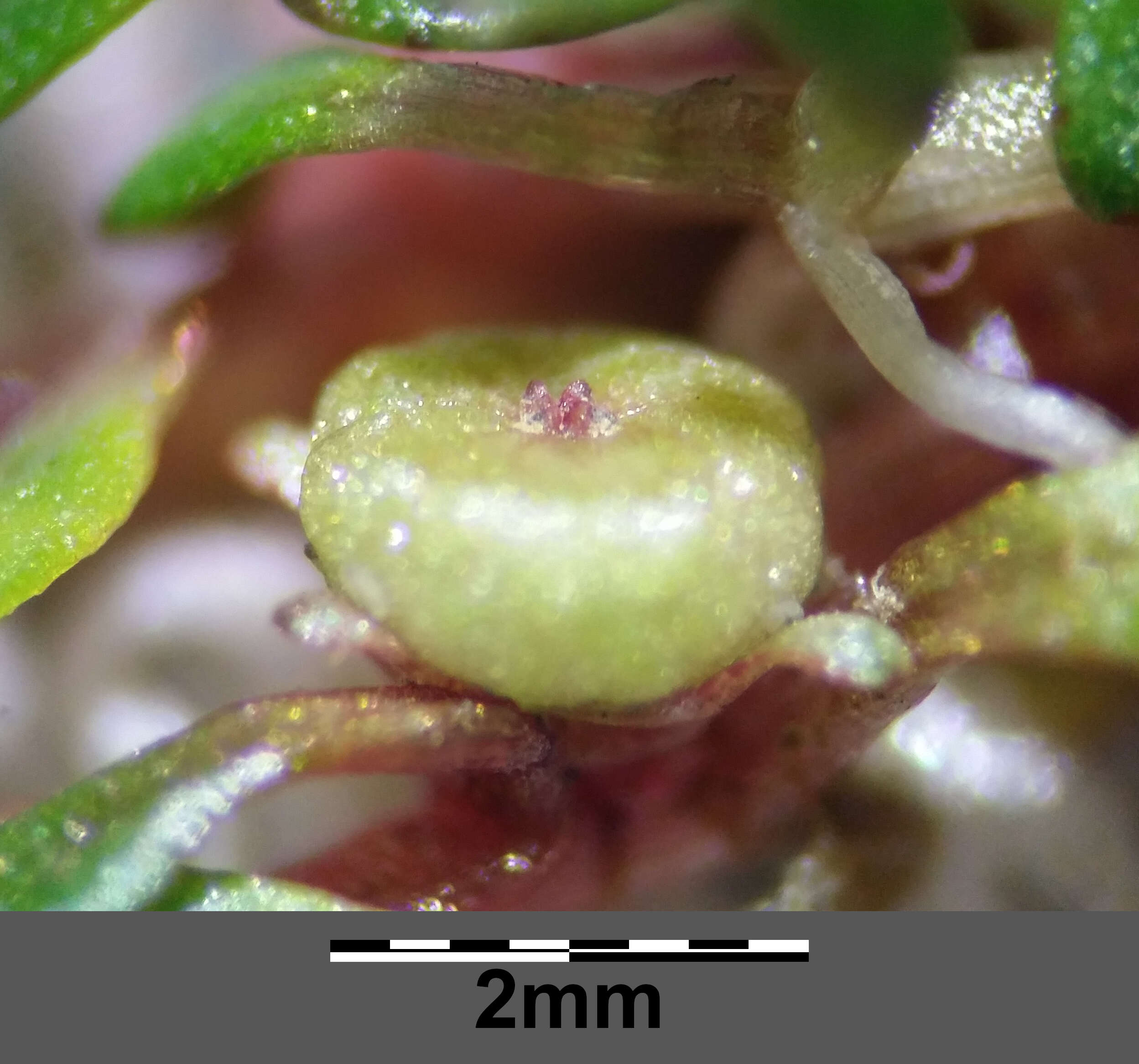 Image of eight-stamened waterwort