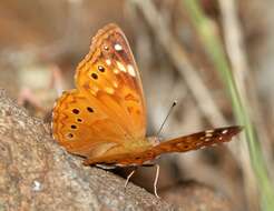 Image of Hackberry Emperor