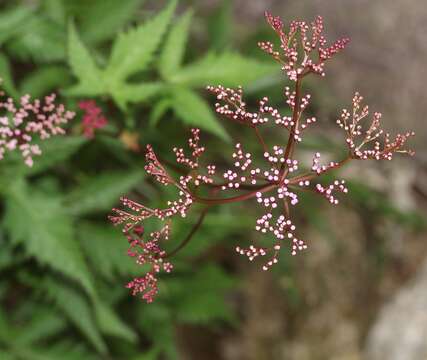 Image of Filipendula multijuga Maxim.