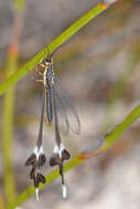 Image of thread-winged lacewings