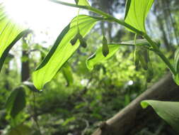 Image of Common Solomon’s-seal