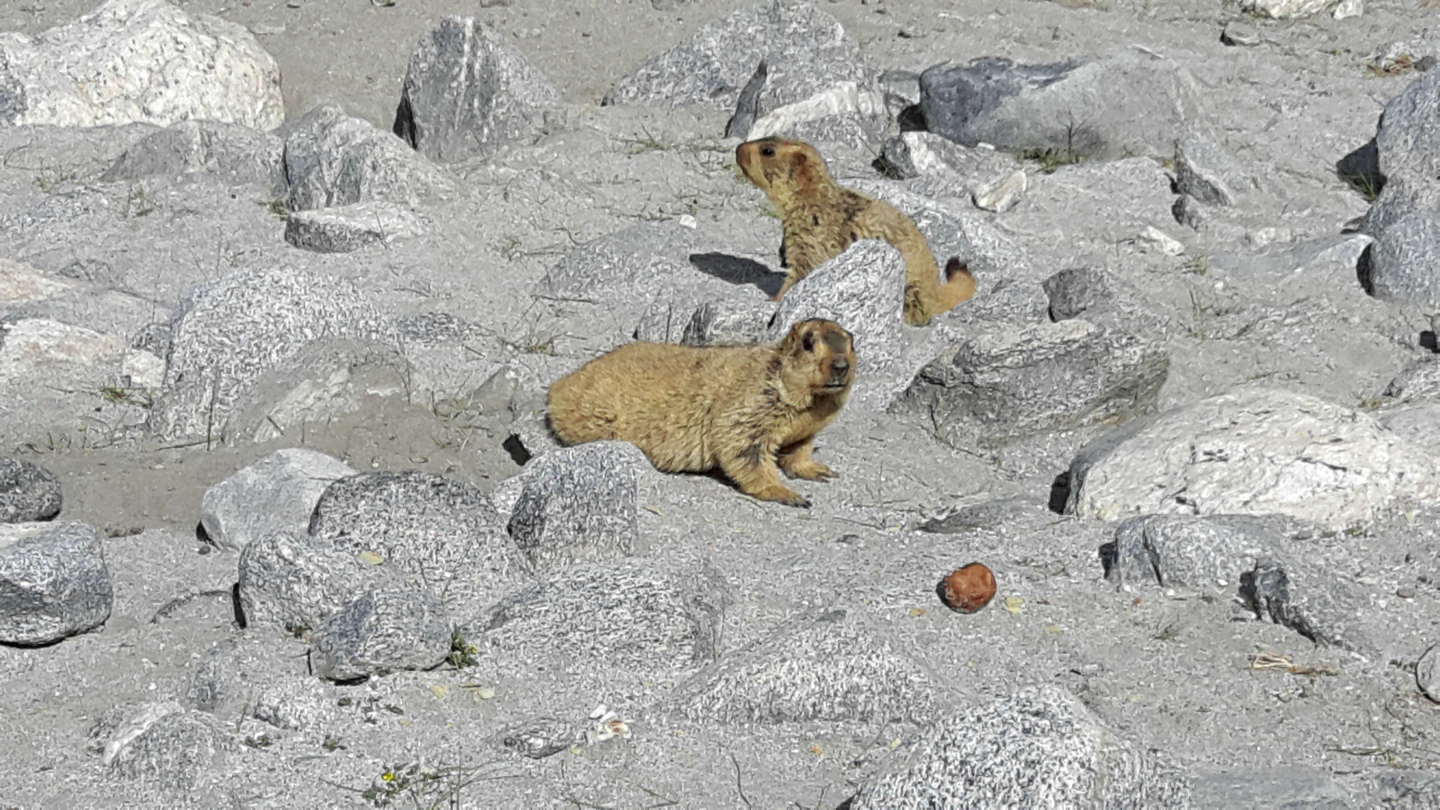 Image of Himalayan Marmot