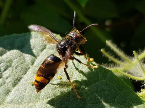 Image of Asian hornet