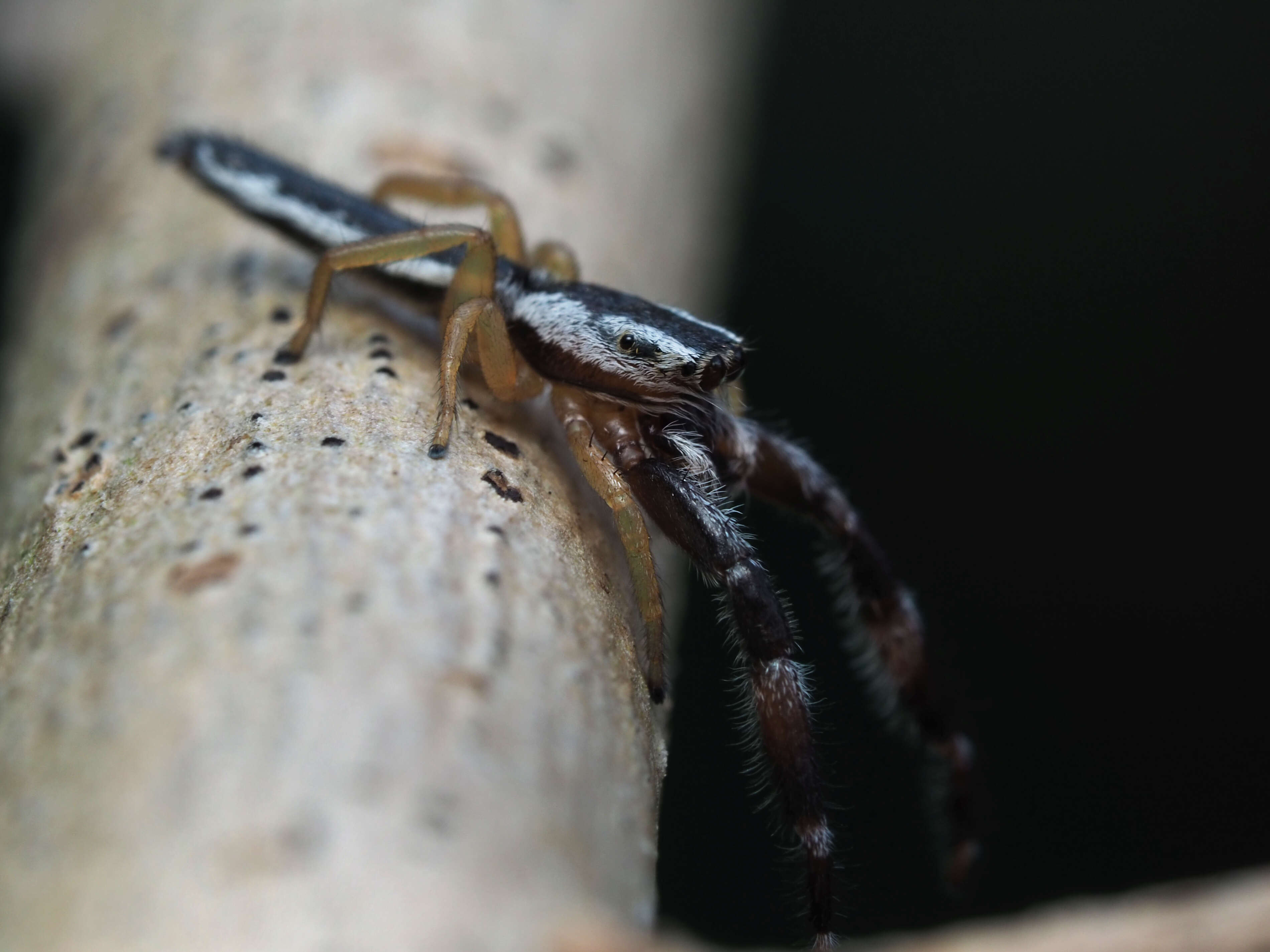 Image of Pike Slender Jumper