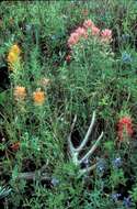 Image of downy Indian paintbrush