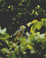 Image of Orange-winged Amazon