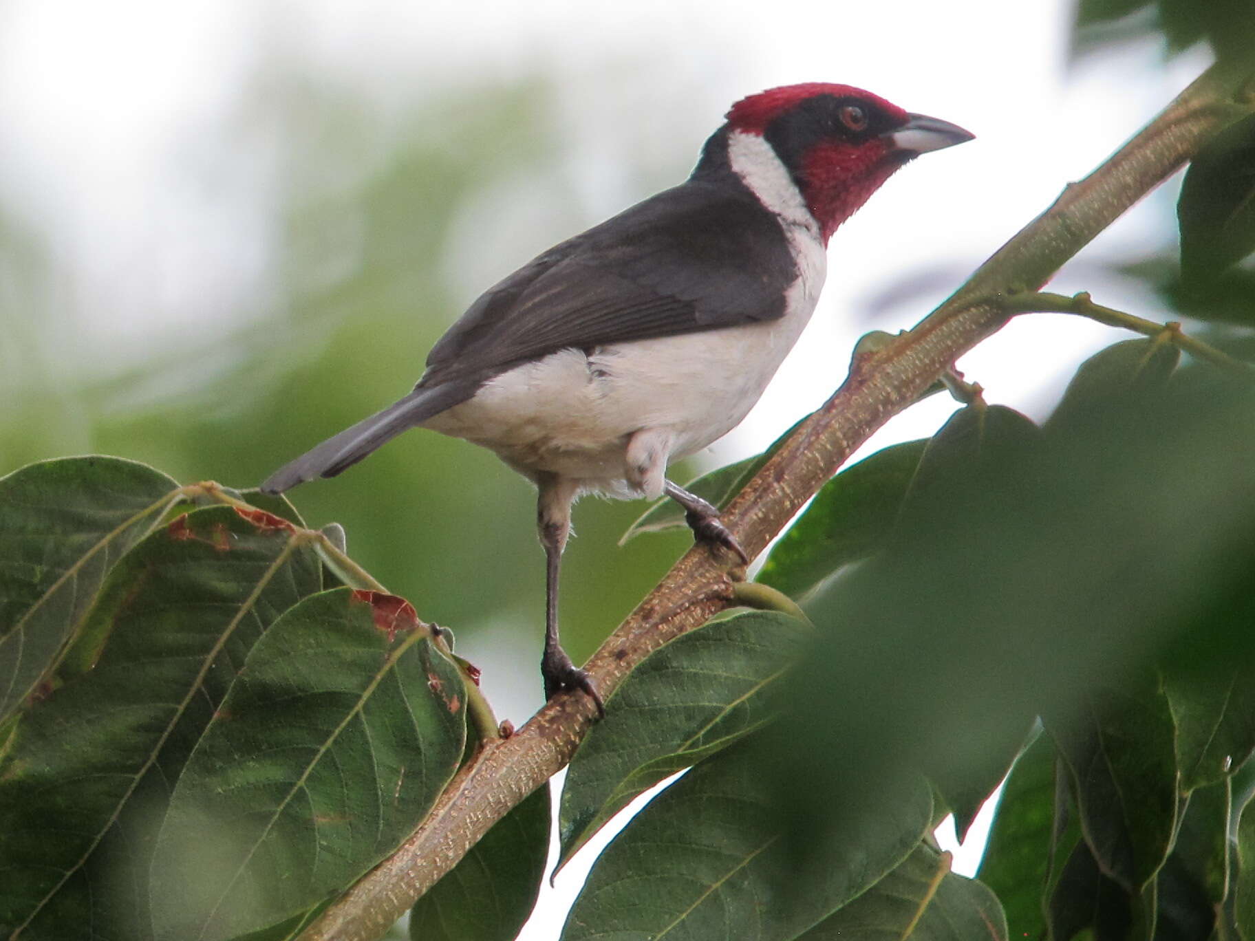 Image of Masked Cardinal