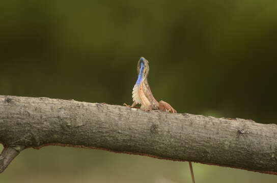 Image of Fan Throated Lizard