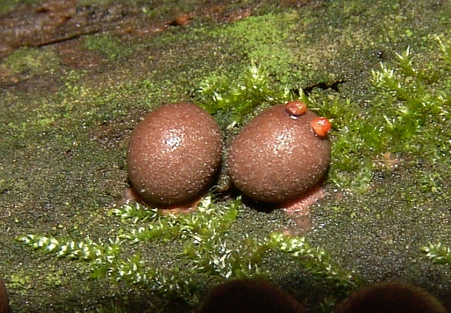 Image of Lycogala epidendrum