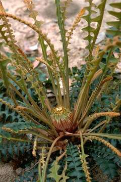 Image of Banksia calophylla (R. Br.) A. R. Mast & K. R. Thiele