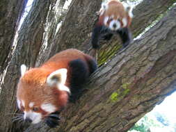 Image of red pandas