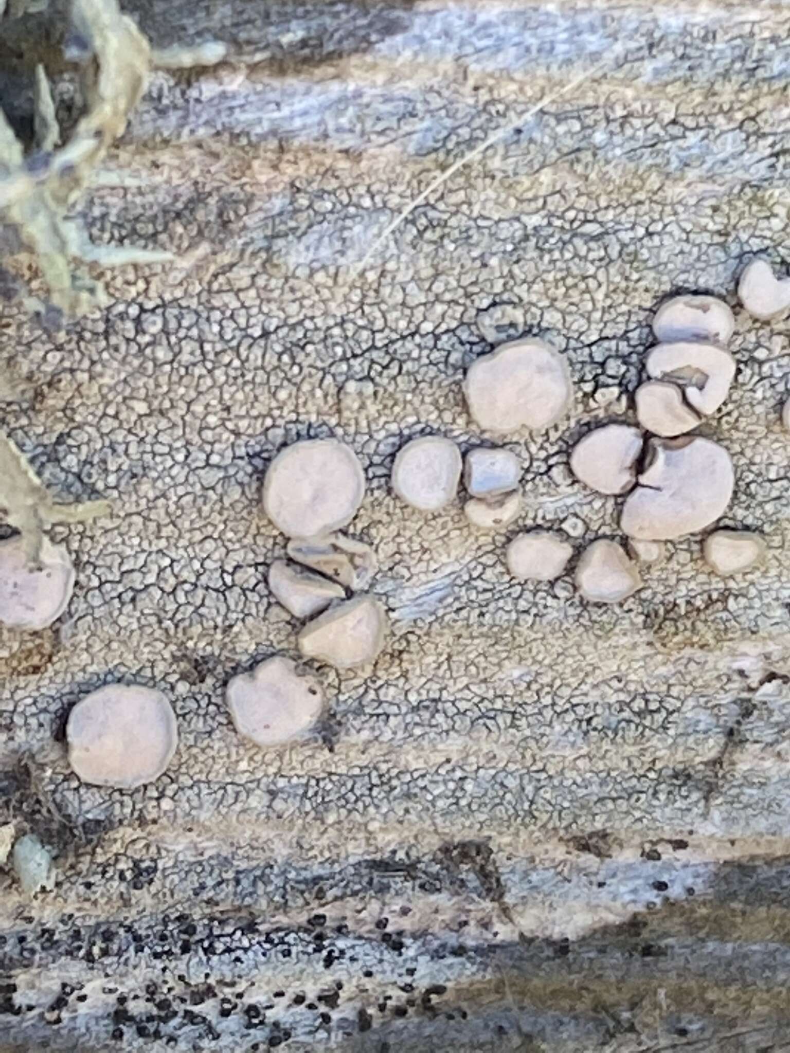 Image of Frosted rim-lichen;   Rim lichen