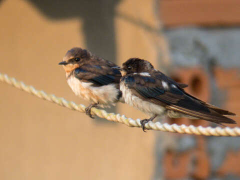 Image of Hirundo Linnaeus 1758