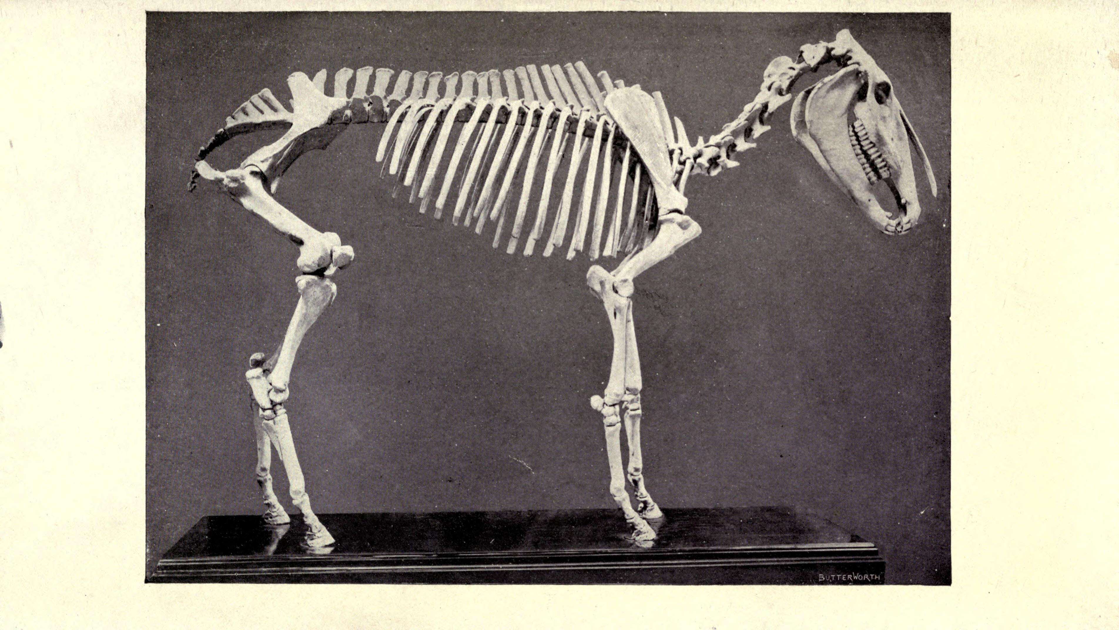 Image of Hippidion Owen 1869
