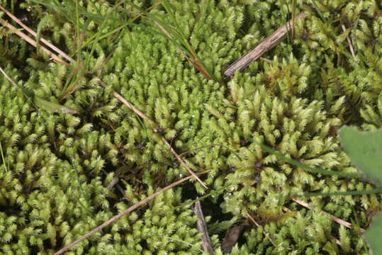 Image of thick-nerved apple-moss