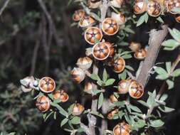 Sivun Leptospermum multicaule A. Cunn. kuva