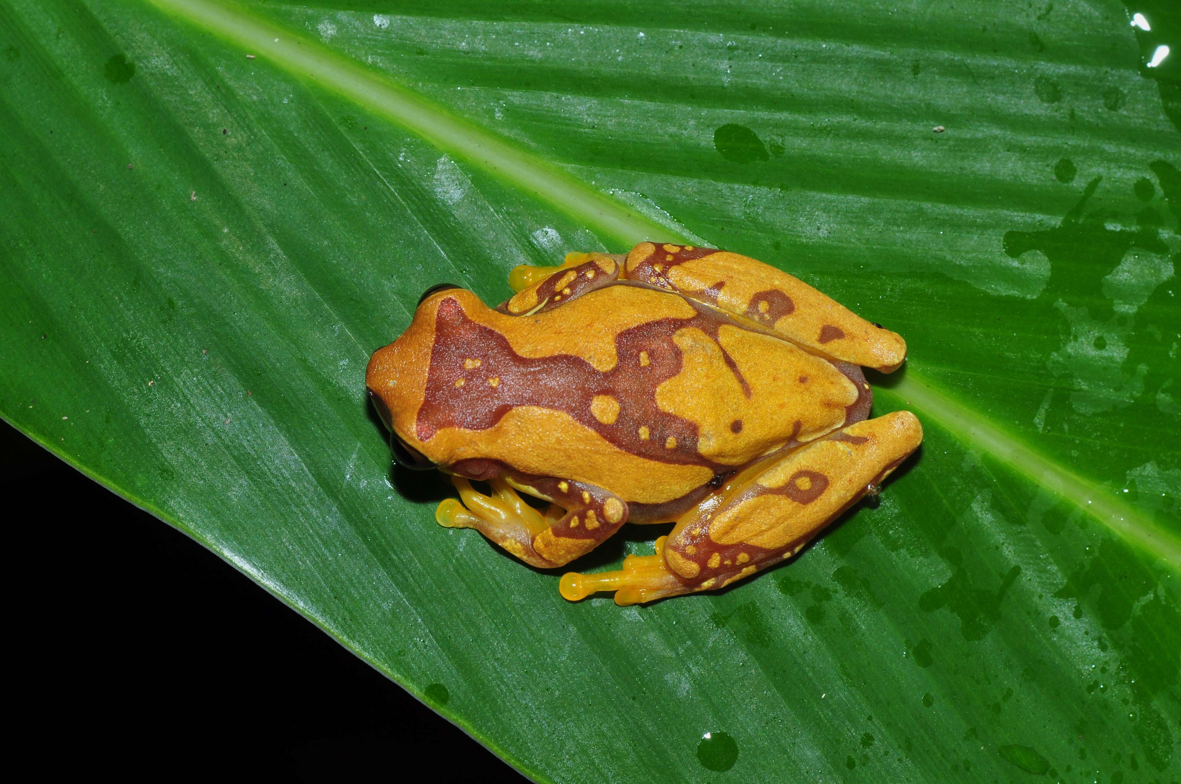 Image of Hourglass Treefrog