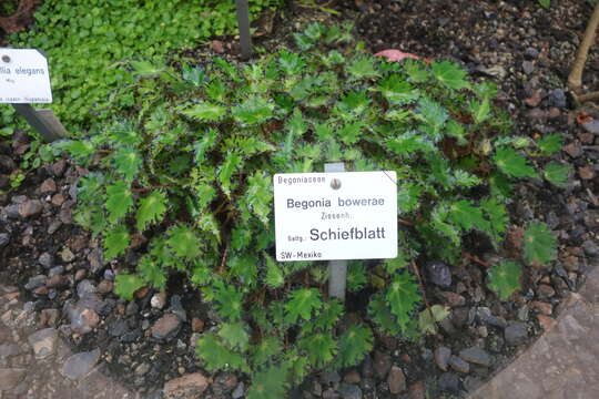 Слика од Begonia bowerae Ziesenh.