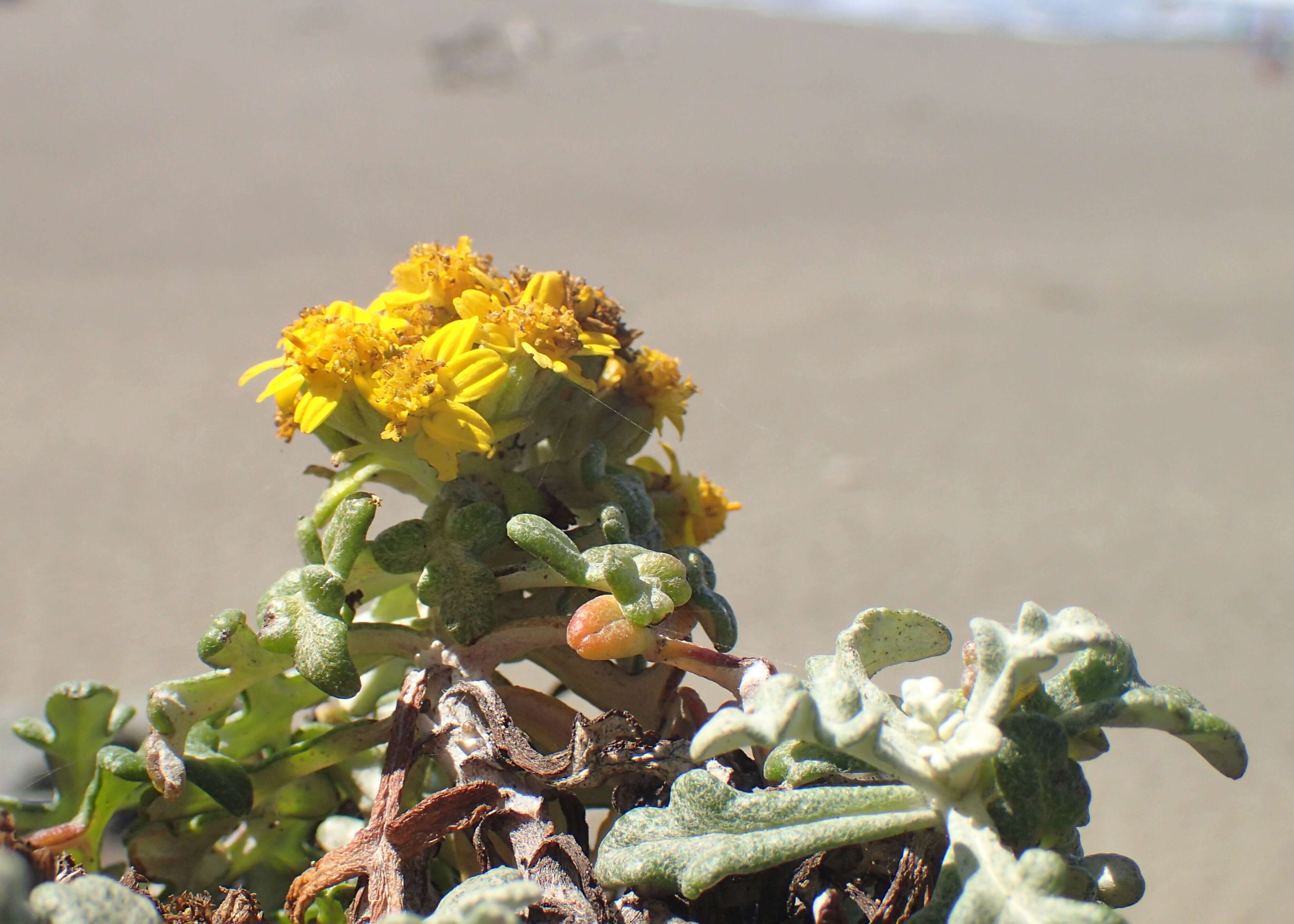 Image of seaside woolly sunflower