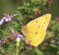 Image of Orange Sulphur