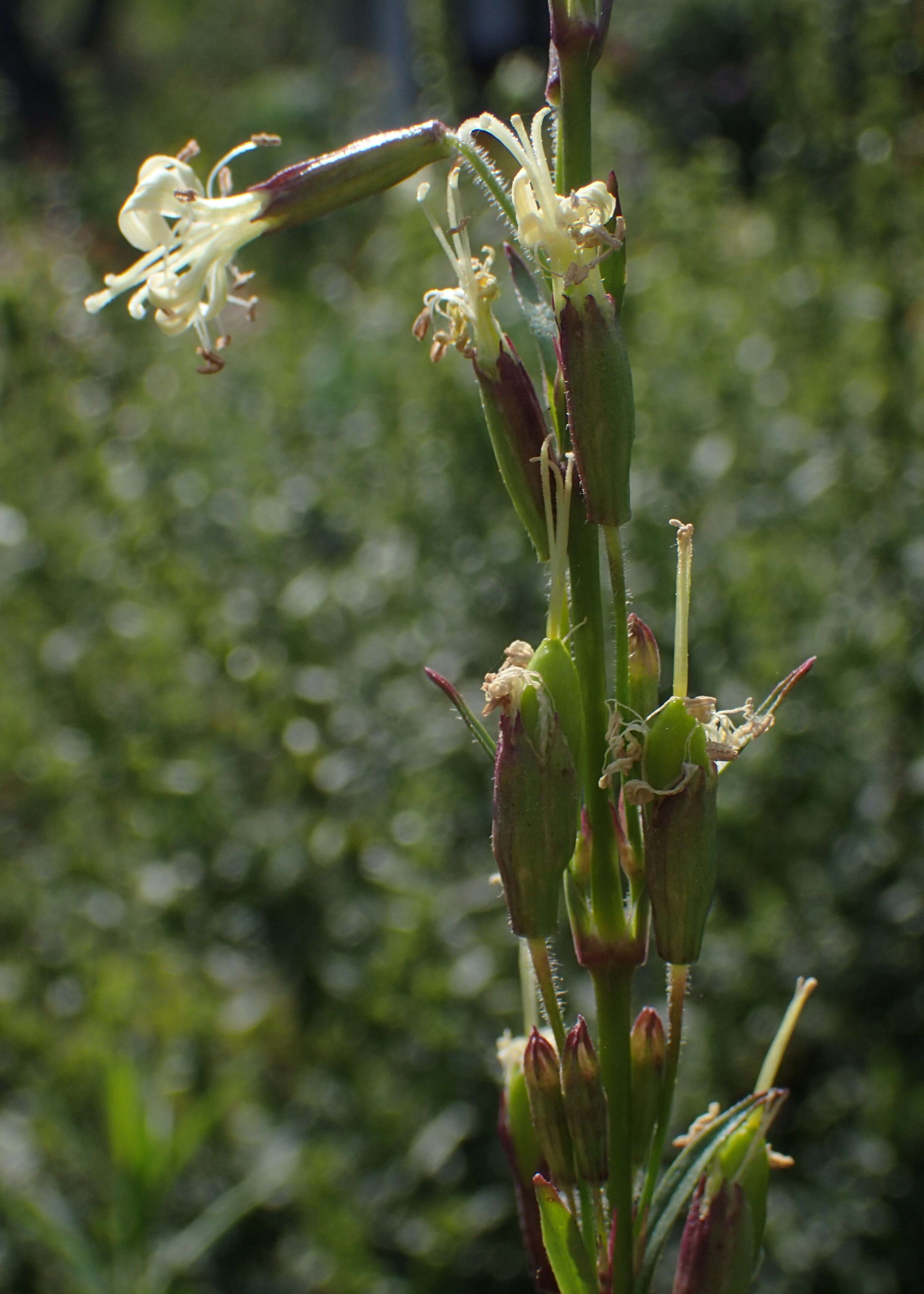 Image of Silene tatarica (L.) Pers.